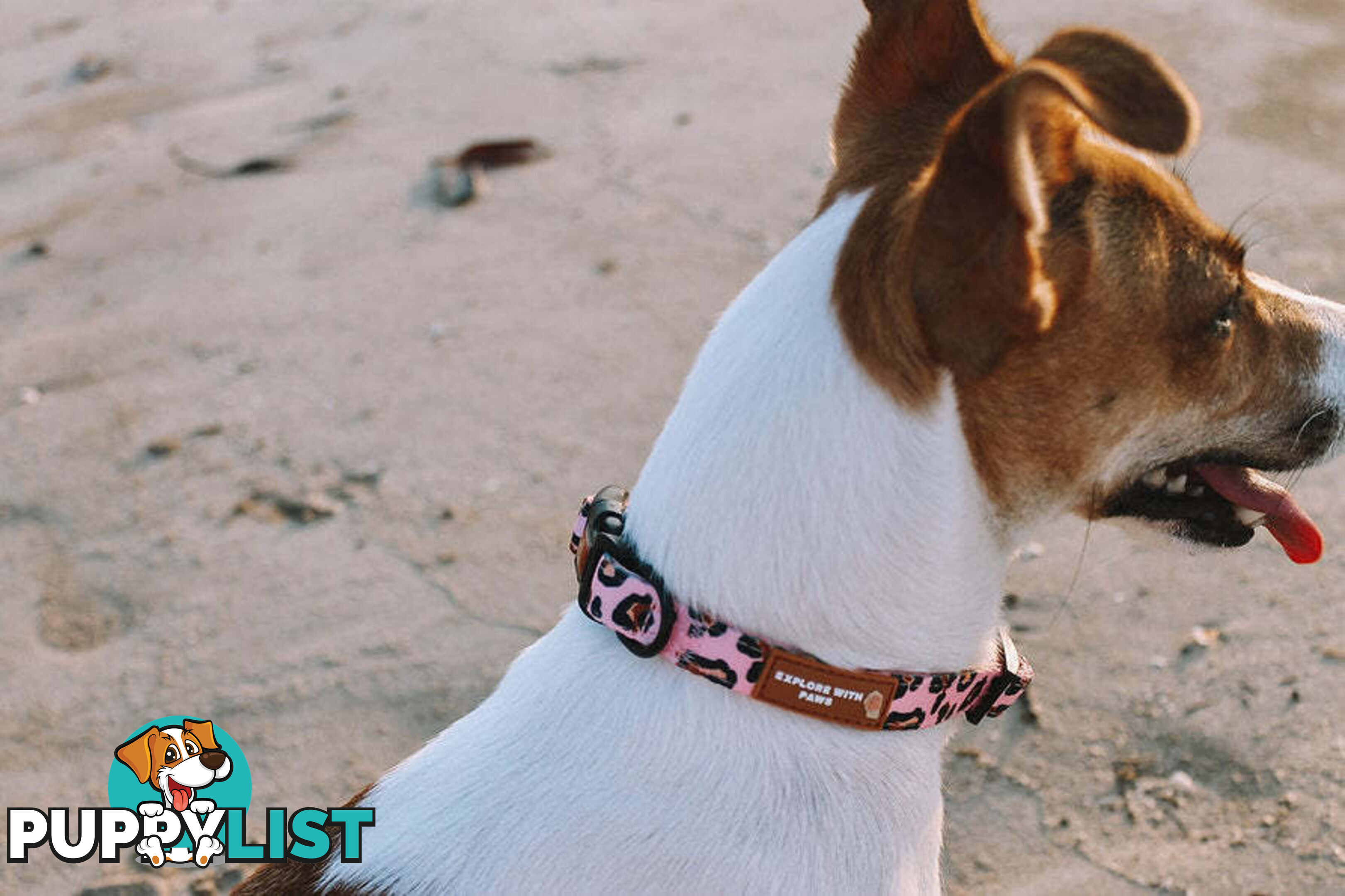 Designer Dog Collars by Explore with Paws - EWPCOLLTIGN