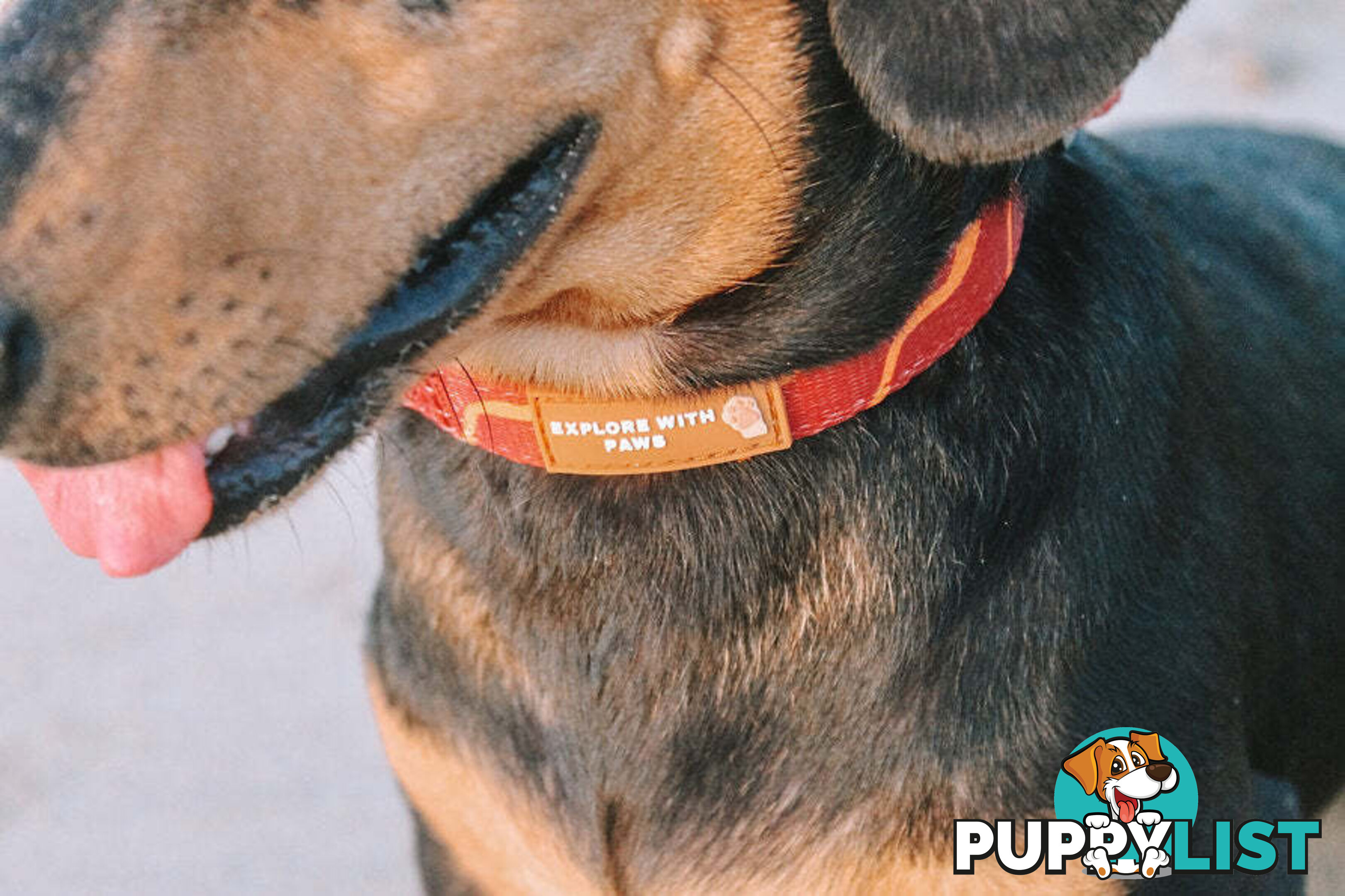Designer Dog Collars by Explore with Paws - EWPCOLLTIGN