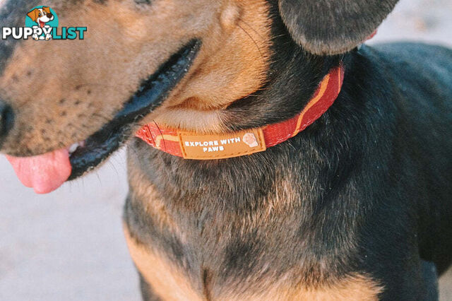 Designer Dog Collars by Explore with Paws - EWPCOLLTIGN
