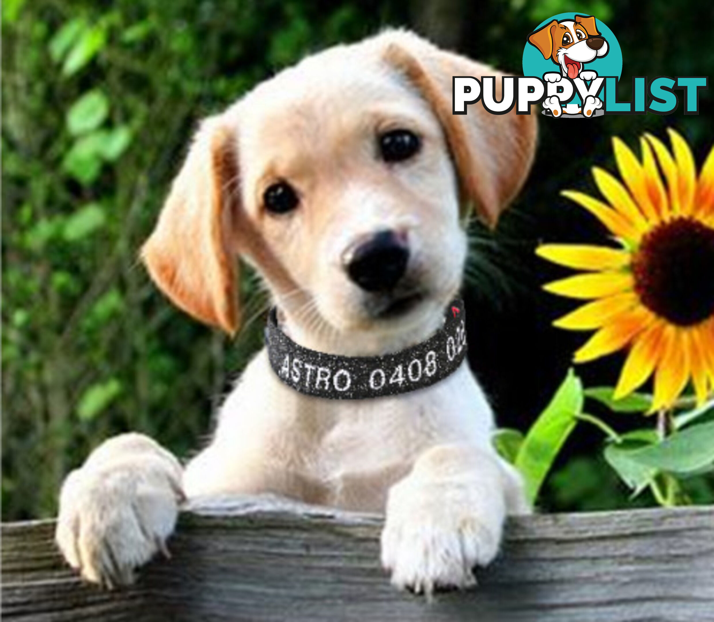 Doggie ID Collar - Bling Glitter Overlay Nylon Collar, Embroidered Personised Custom. - GC-DIC-BLING-XS-RED