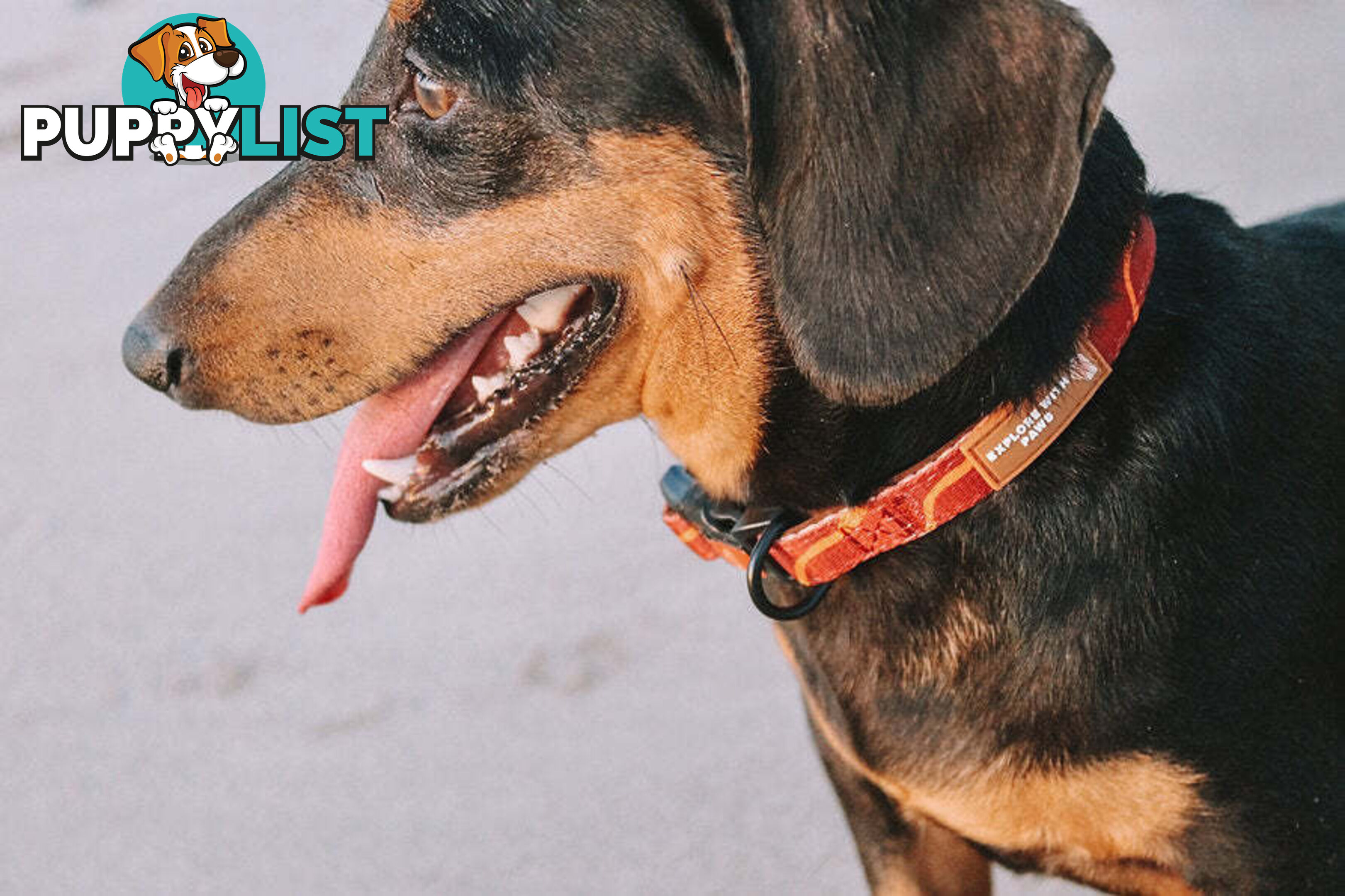 Designer Dog Collars by Explore with Paws - EWPCOLSLEON