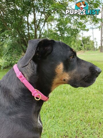 No Stitching Dog Collars Tough Yarnix - YNXCOLSLP10SBLU