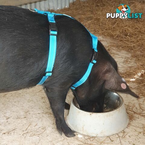 Pig Harness - Moondidley Pets - MDPHARPIGBLK