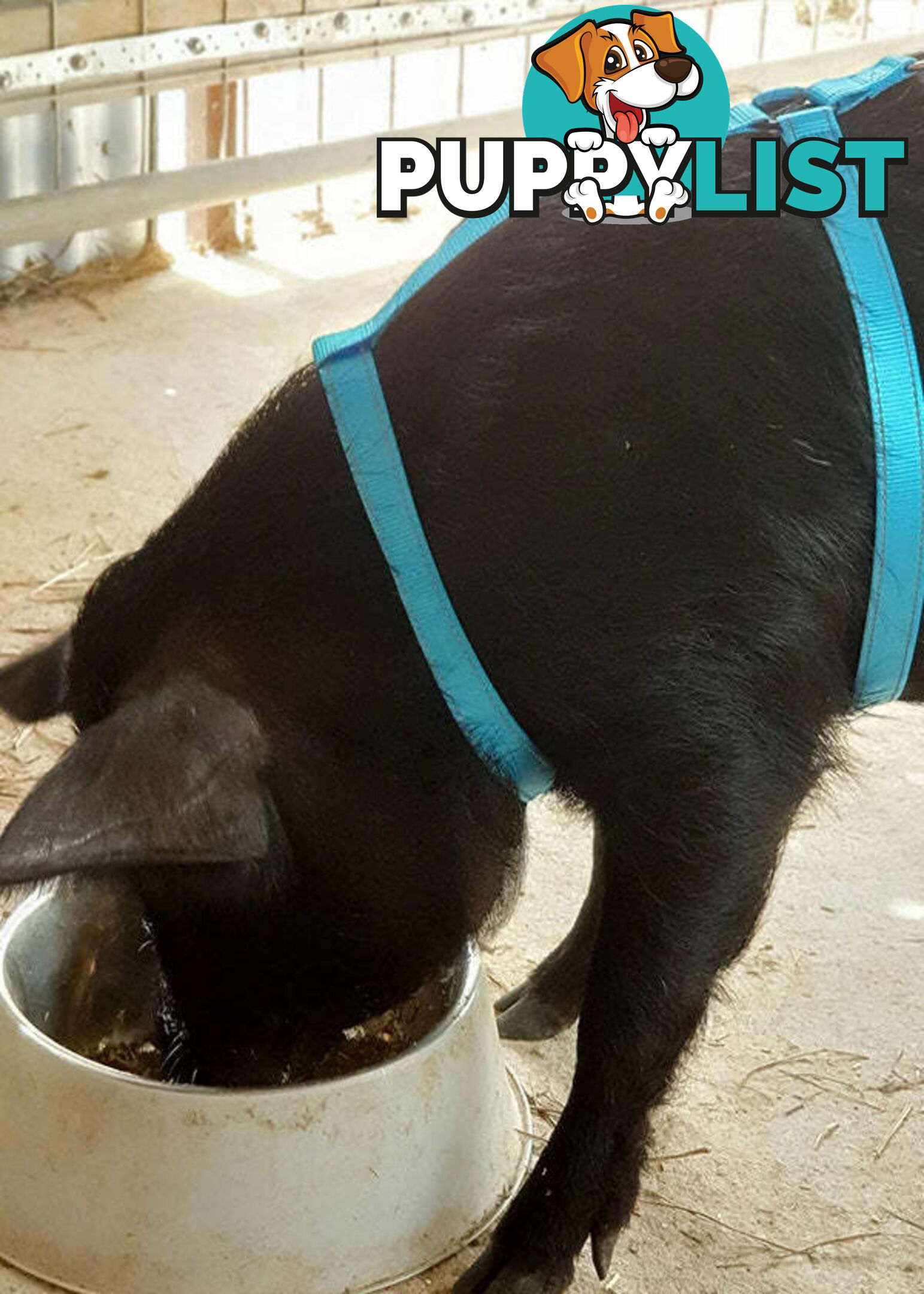 Pig Harness - Moondidley Pets - MDPHARPIGBLK