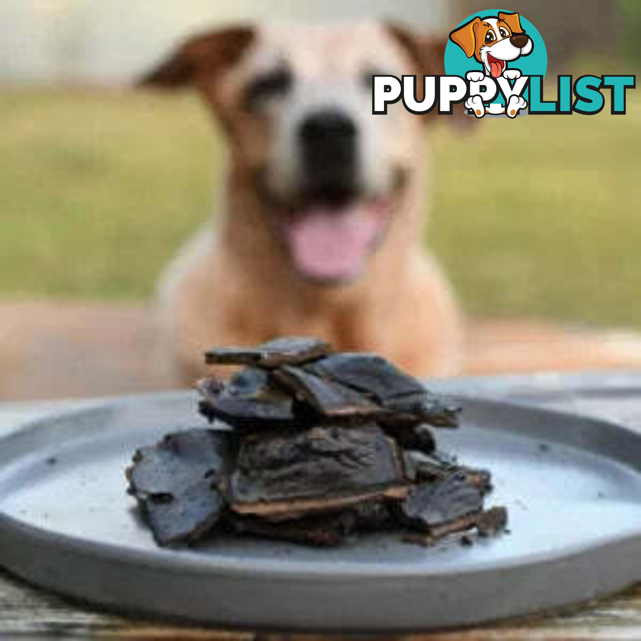 Beef Liver Treats 100g - Paddock to Plate - PTPBLT100