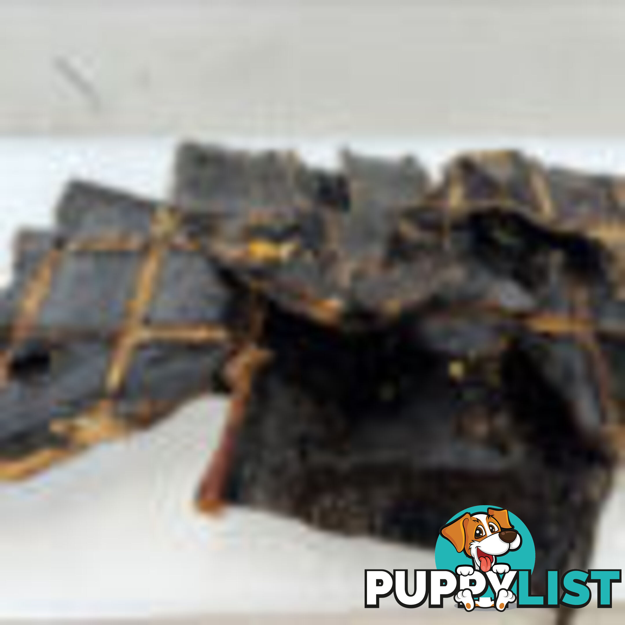 Beef Liver Treats 100g - Paddock to Plate - PTPBLT100
