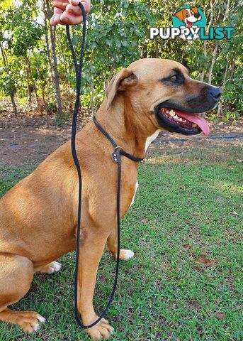 No Stitching Dog Slip Leash Tough Yarnix - YNXLDSLP10YEL