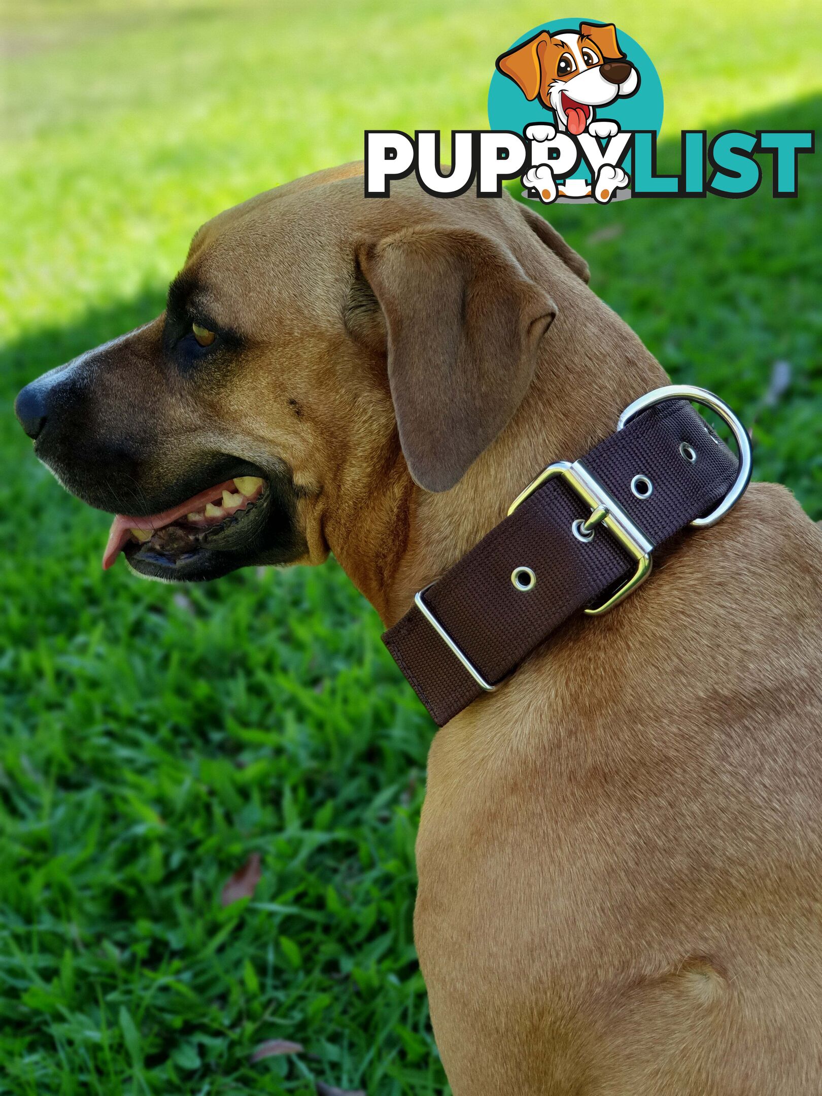 Dog Collar Tough Wide Double Layer Nylon Heavy Duty - Prestige. - PPP-18-1350-26-BK
