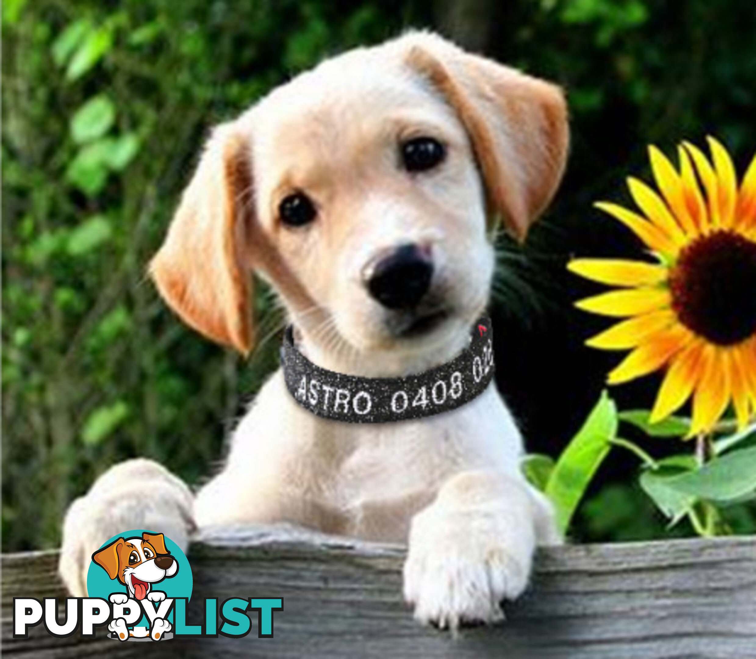 Doggie ID Collar - Bling Glitter Overlay Nylon Collar, Embroidered Personised Custom. - GC-DIC-BLING-M-HPNK
