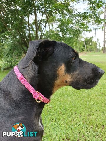 No Stitching Dog Collars Tough Yarnix - YNXXOLSLP20LFRN
