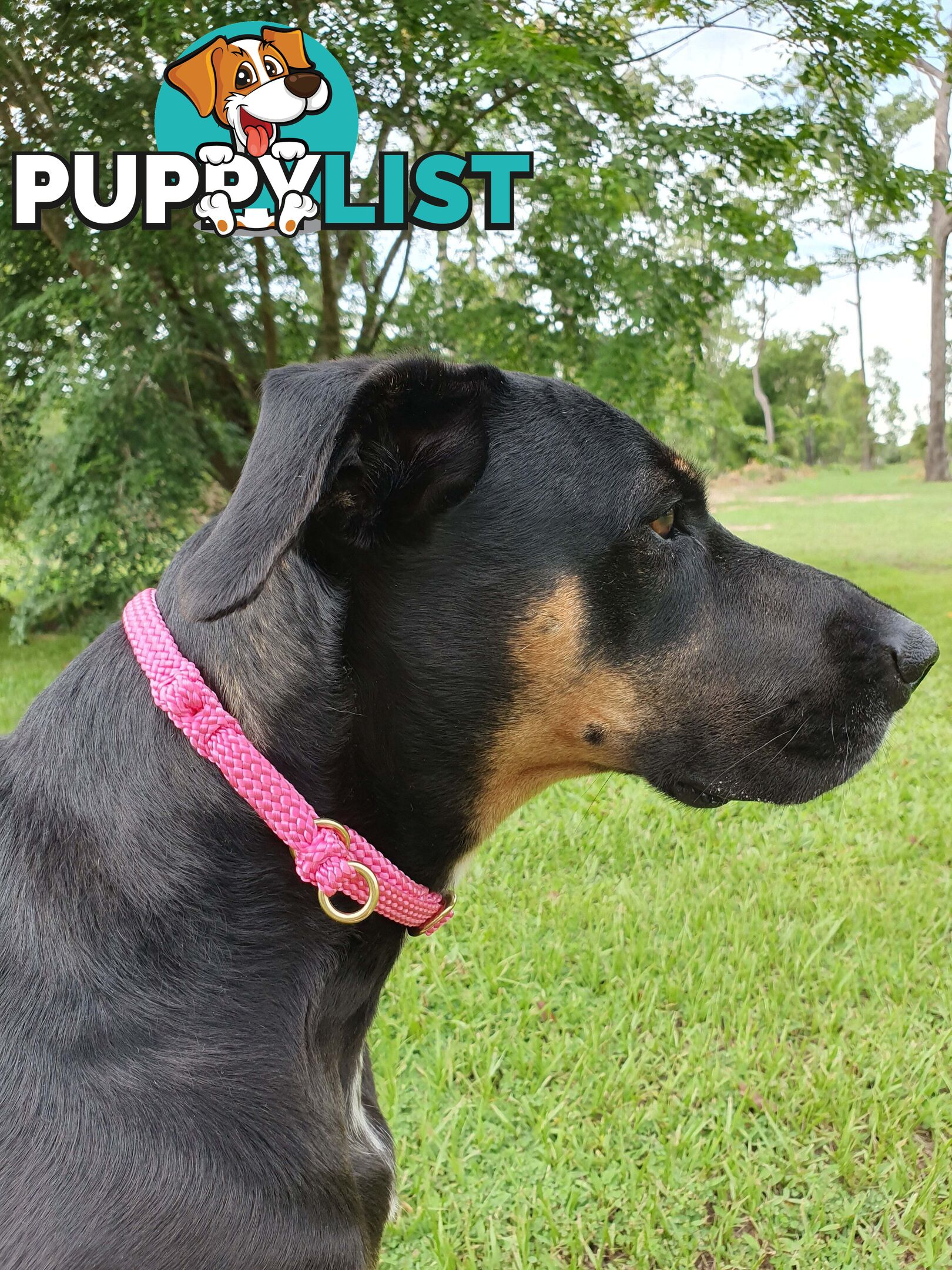 No Stitching Dog Collars Tough Yarnix - YNXCOLSLP20MBLU
