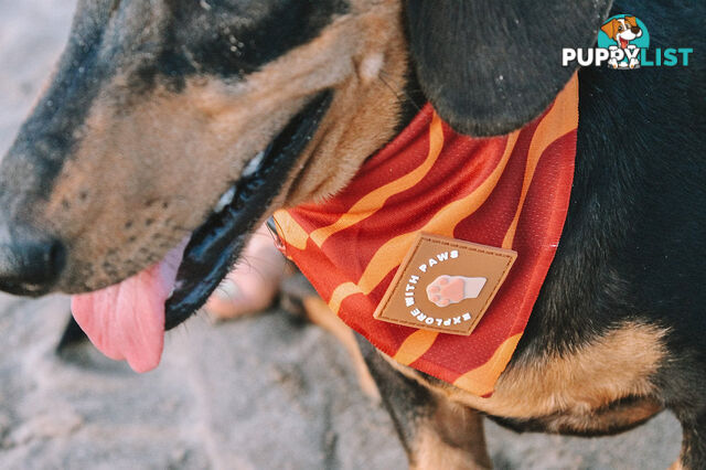 Designer Dog Bandana's by Explore with Paws - EWPBANLCRO