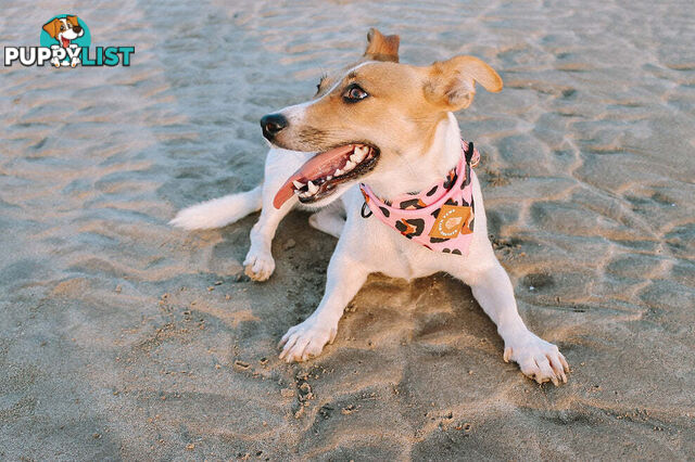 Designer Dog Bandana's by Explore with Paws - EWPBANLCRO