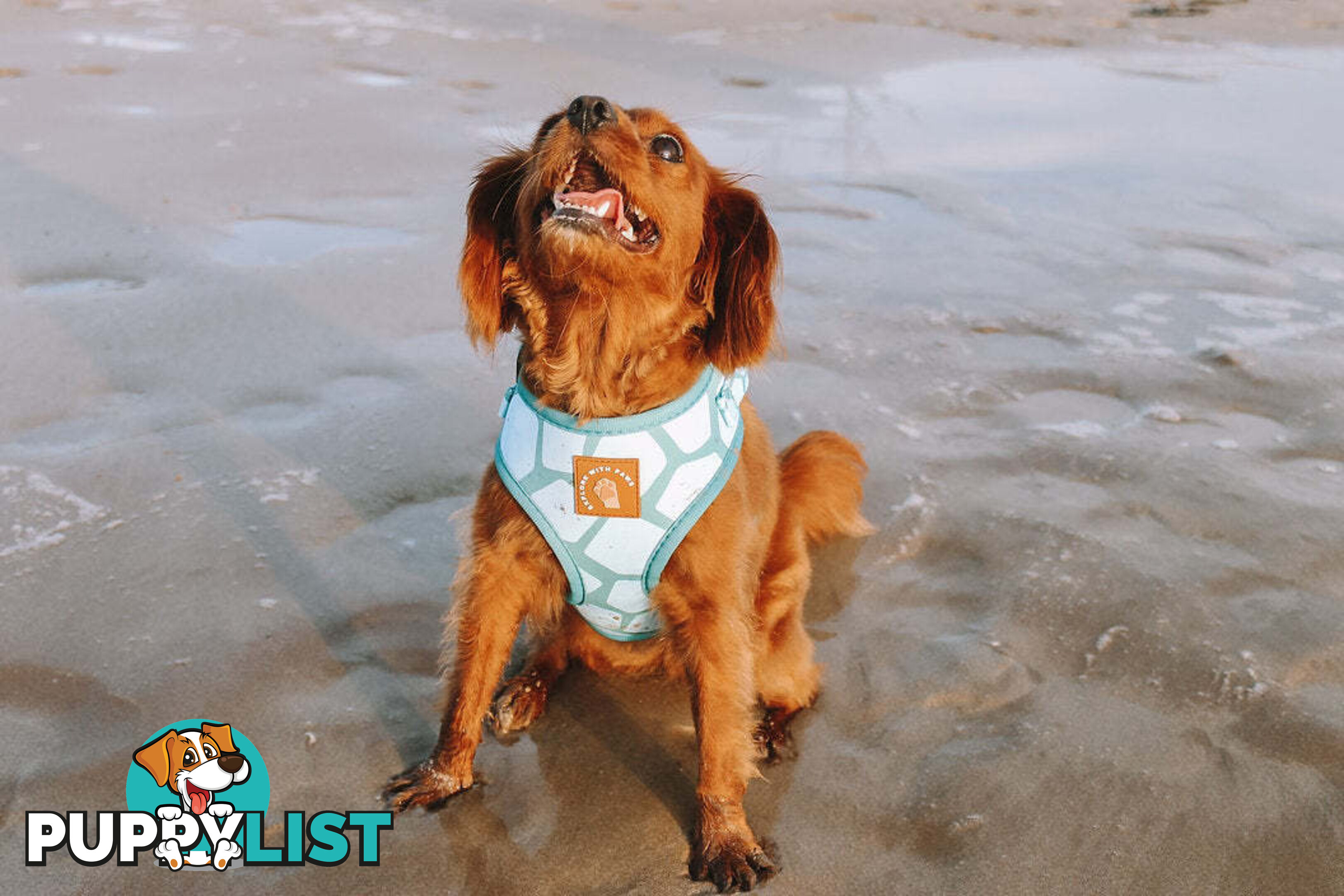 Designer Dog Harness by Explore with Paws - EWPHARCROLN