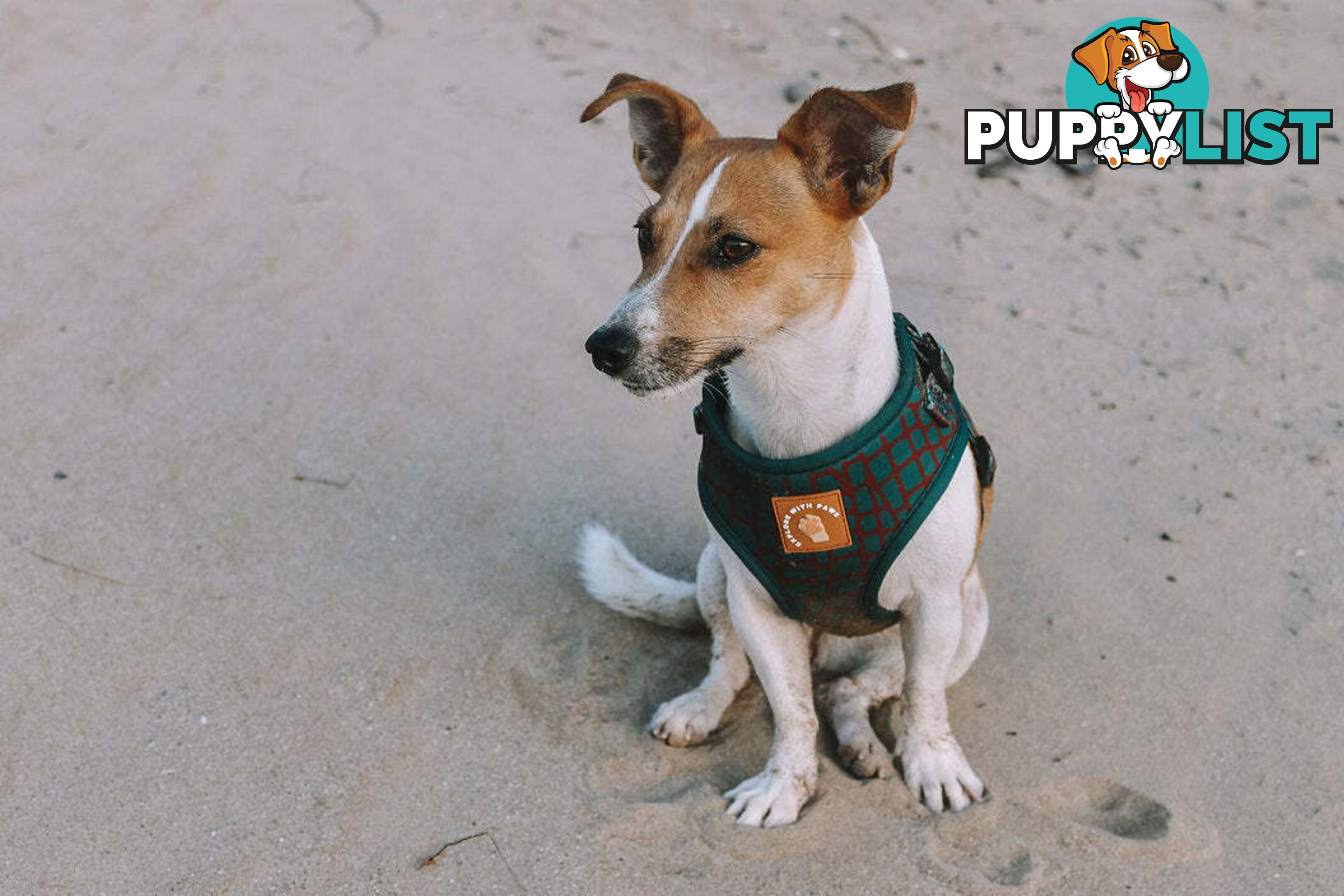 Designer Dog Harness by Explore with Paws - EWPHARCROLN