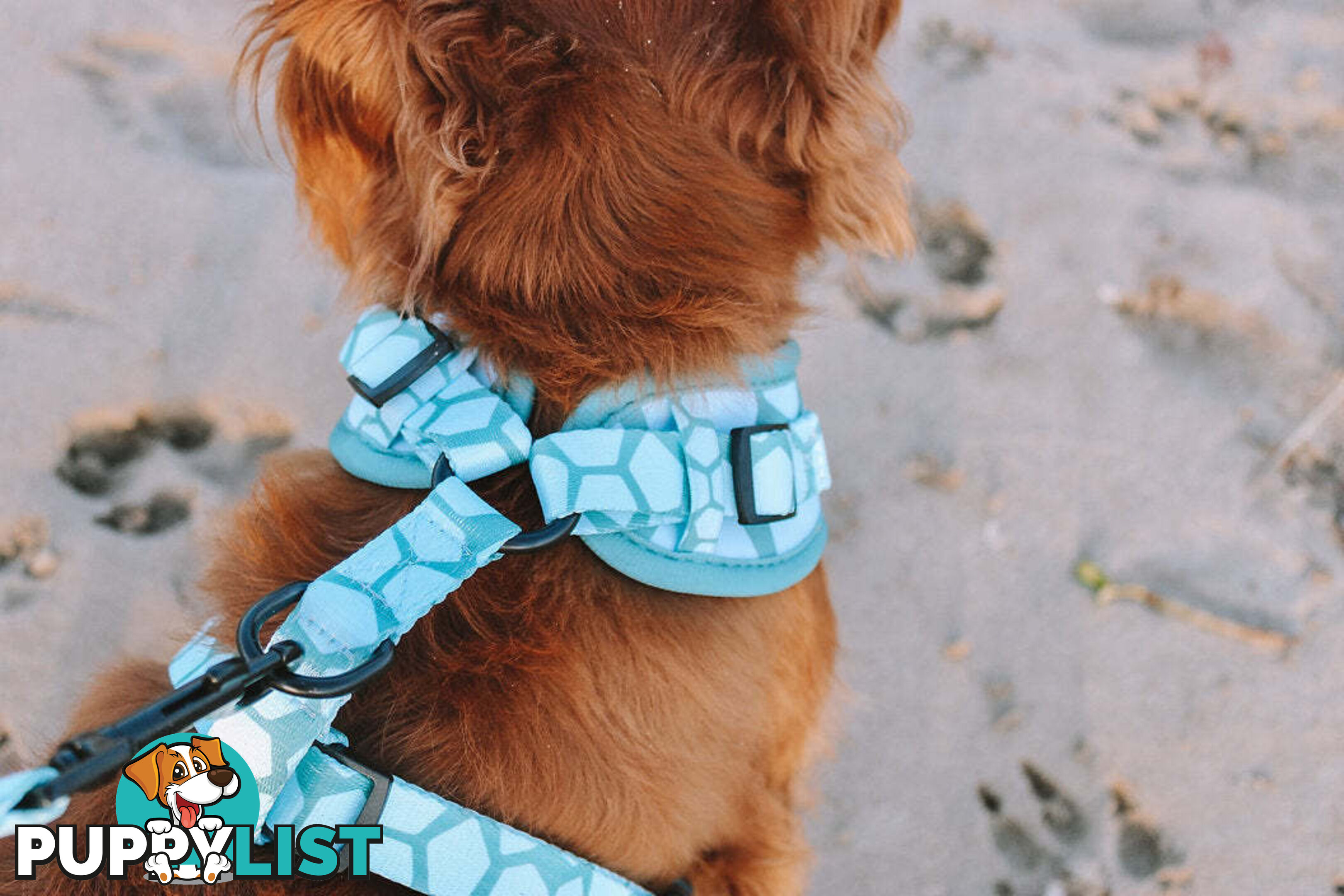 Designer Dog Harness by Explore with Paws - EWPHARCROLN