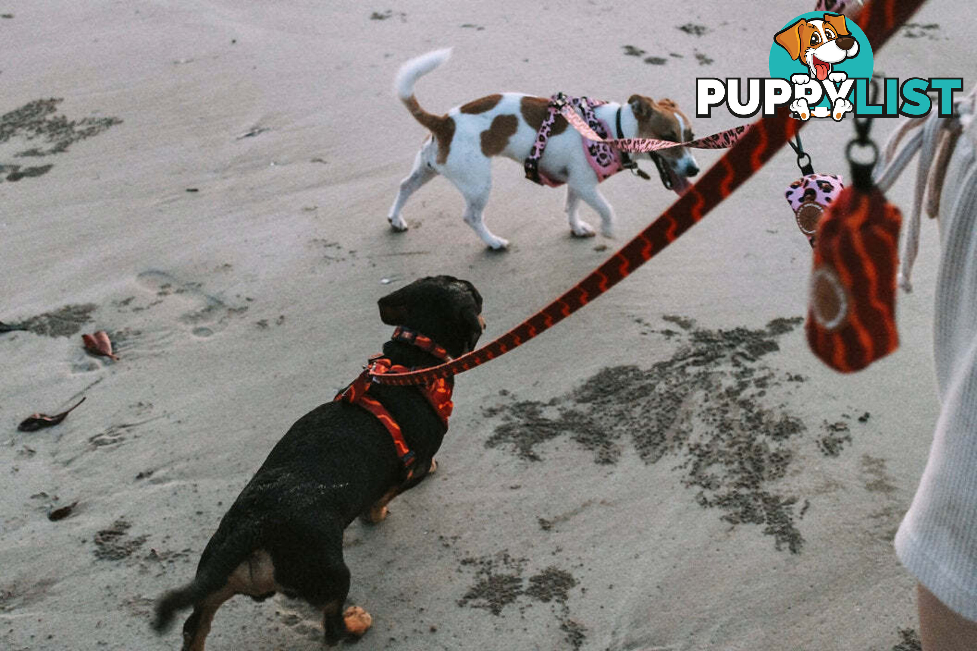Designer Dog Harness by Explore with Paws - EWPHARCROLN
