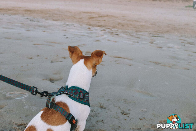 Designer Dog Harness by Explore with Paws - EWPHARCROLN