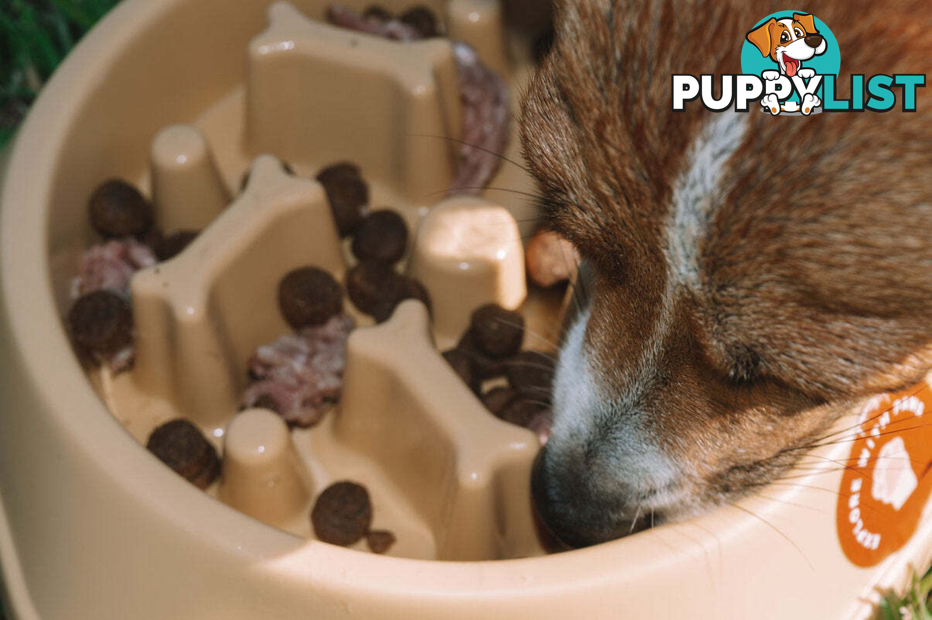 Slow Feeder Bowl - Explore with Paws - EWPSLOBOWBLU