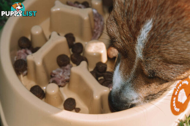 Slow Feeder Bowl - Explore with Paws - EWPSLOBOWBLU
