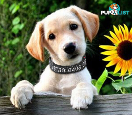 Doggie ID Collar - Bling Glitter Overlay Nylon Collar, Embroidered Personised Custom. - GC-DIC-BLING-L-TUR