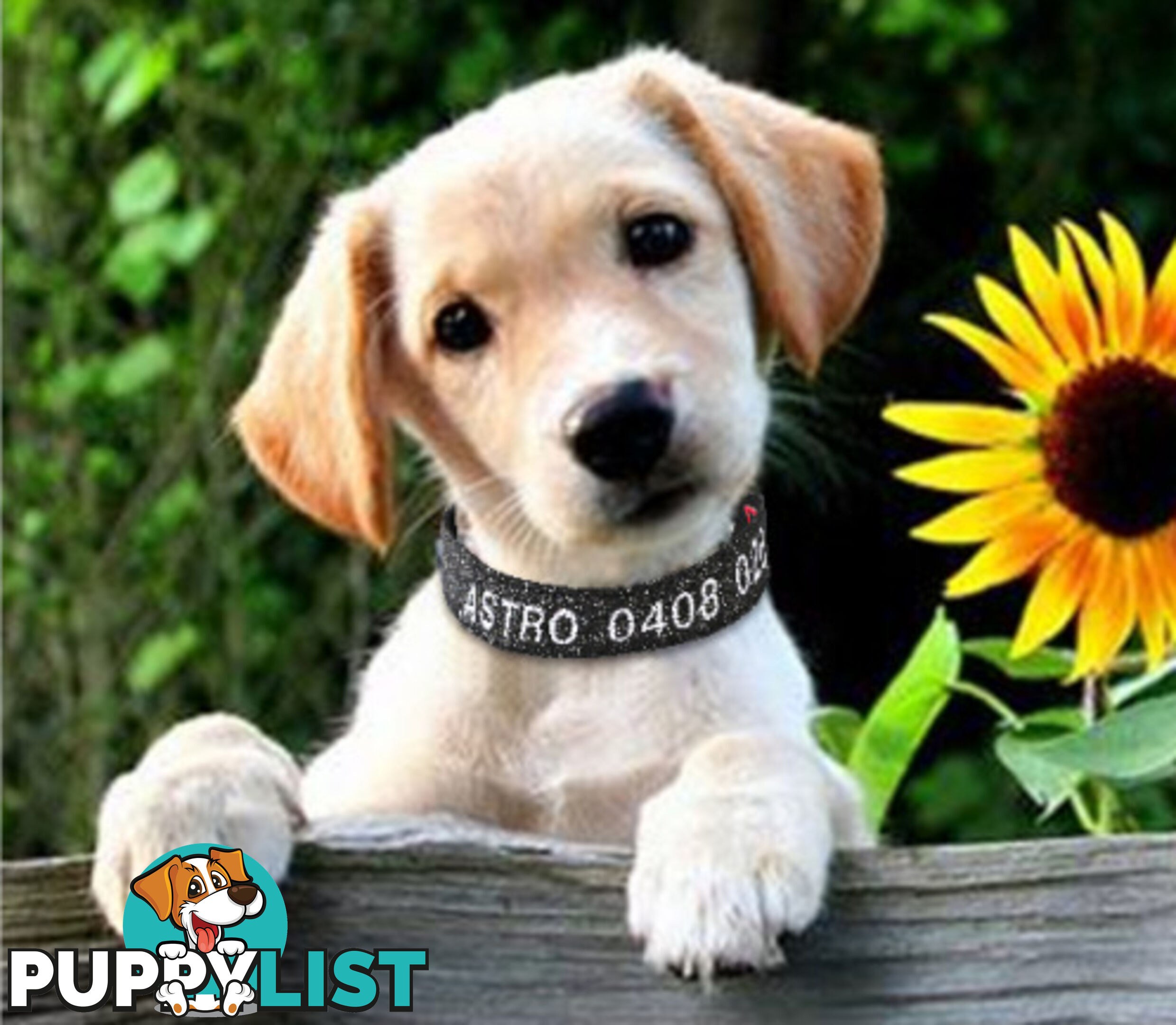 Doggie ID Collar - Bling Glitter Overlay Nylon Collar, Embroidered Personised Custom. - GC-DIC-BLING-M-TUR