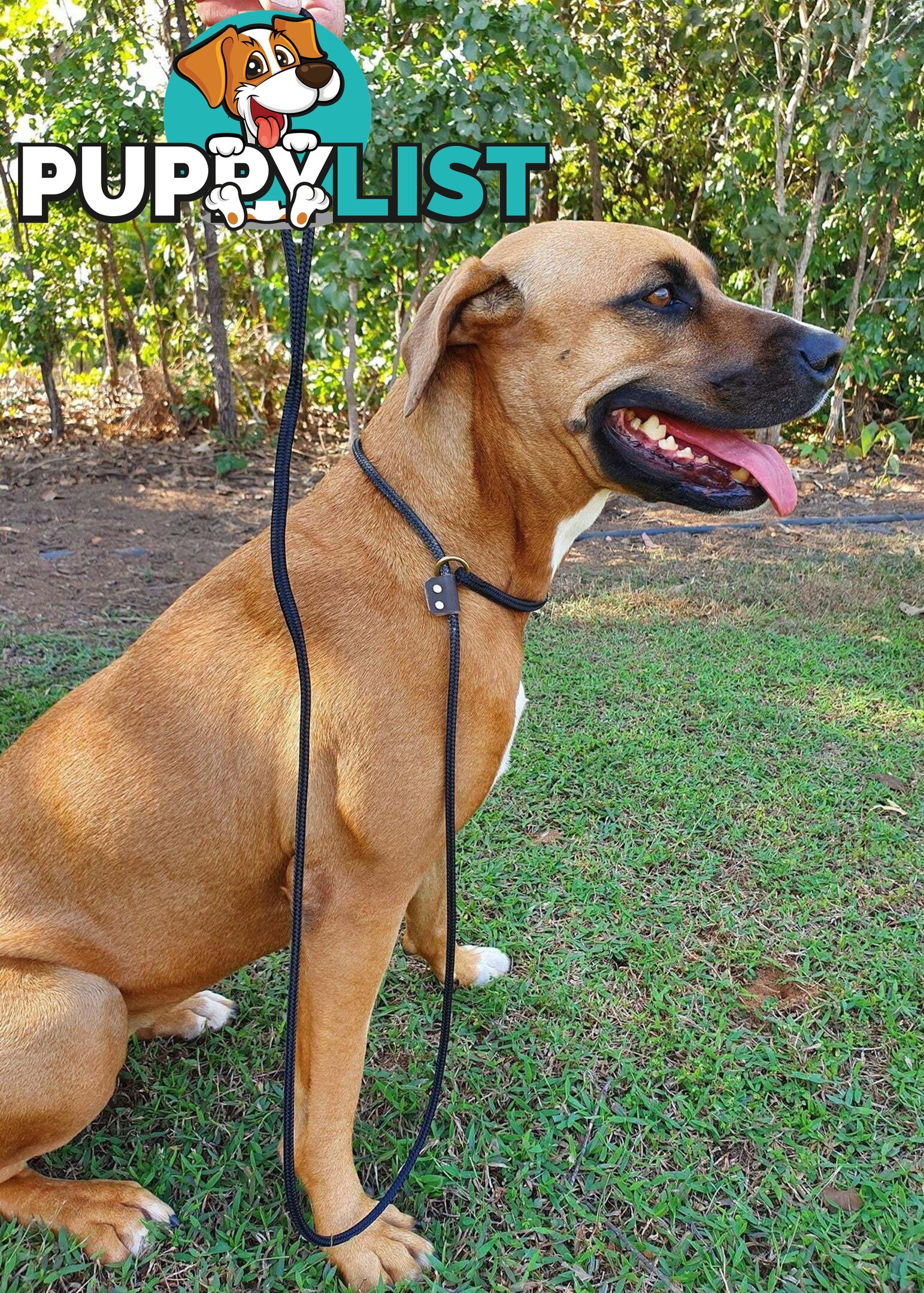 No Stitching Dog Slip Leash Tough Yarnix - YNXLDSLP10GRN