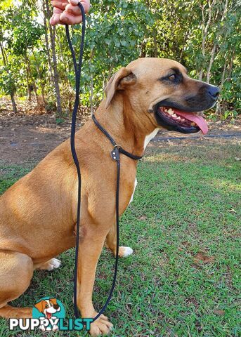 No Stitching Dog Slip Leash Tough Yarnix - YNXLDSLP10GRN