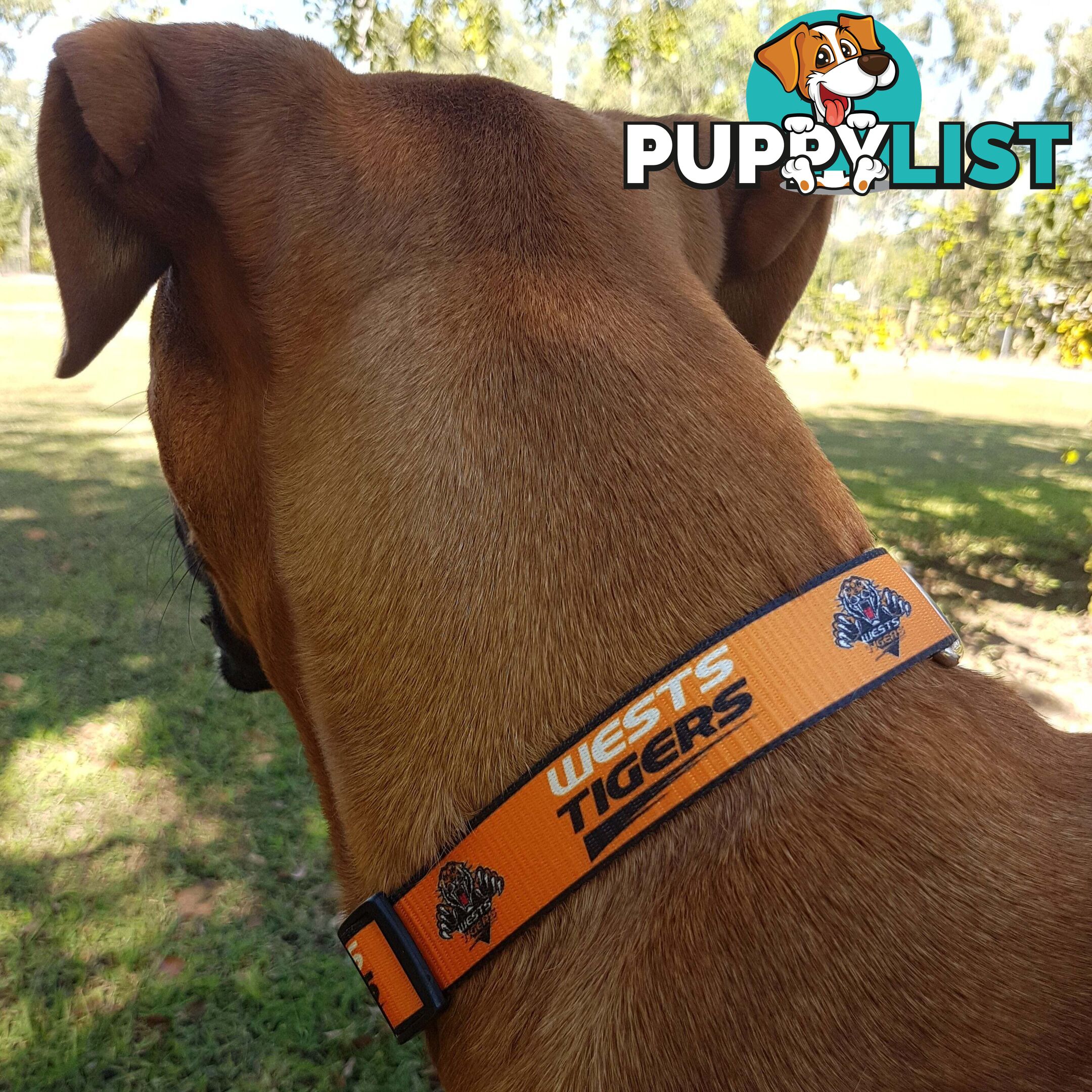 Dog Collars - NRL Footy Pets - FP-COL-S-RAI