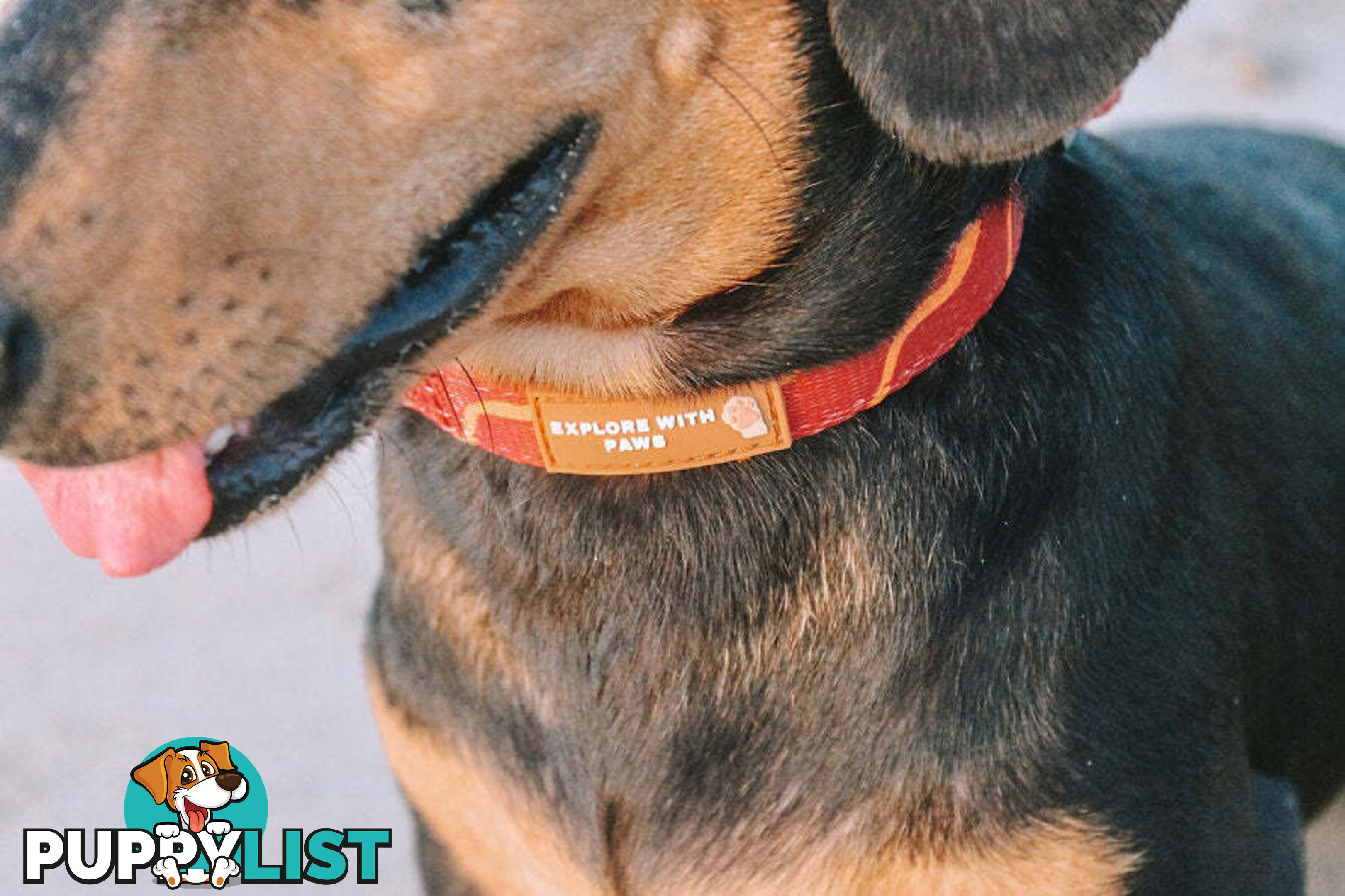 Designer Dog Collars by Explore with Paws - EWPCOLMCRON