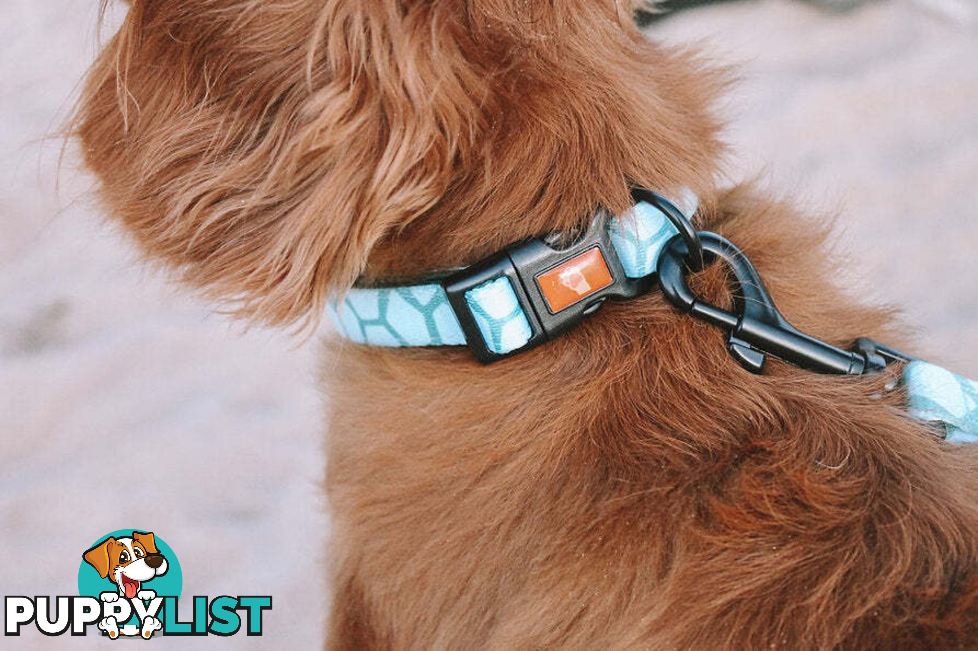 Designer Dog Collars by Explore with Paws - EWPCOLMCRON