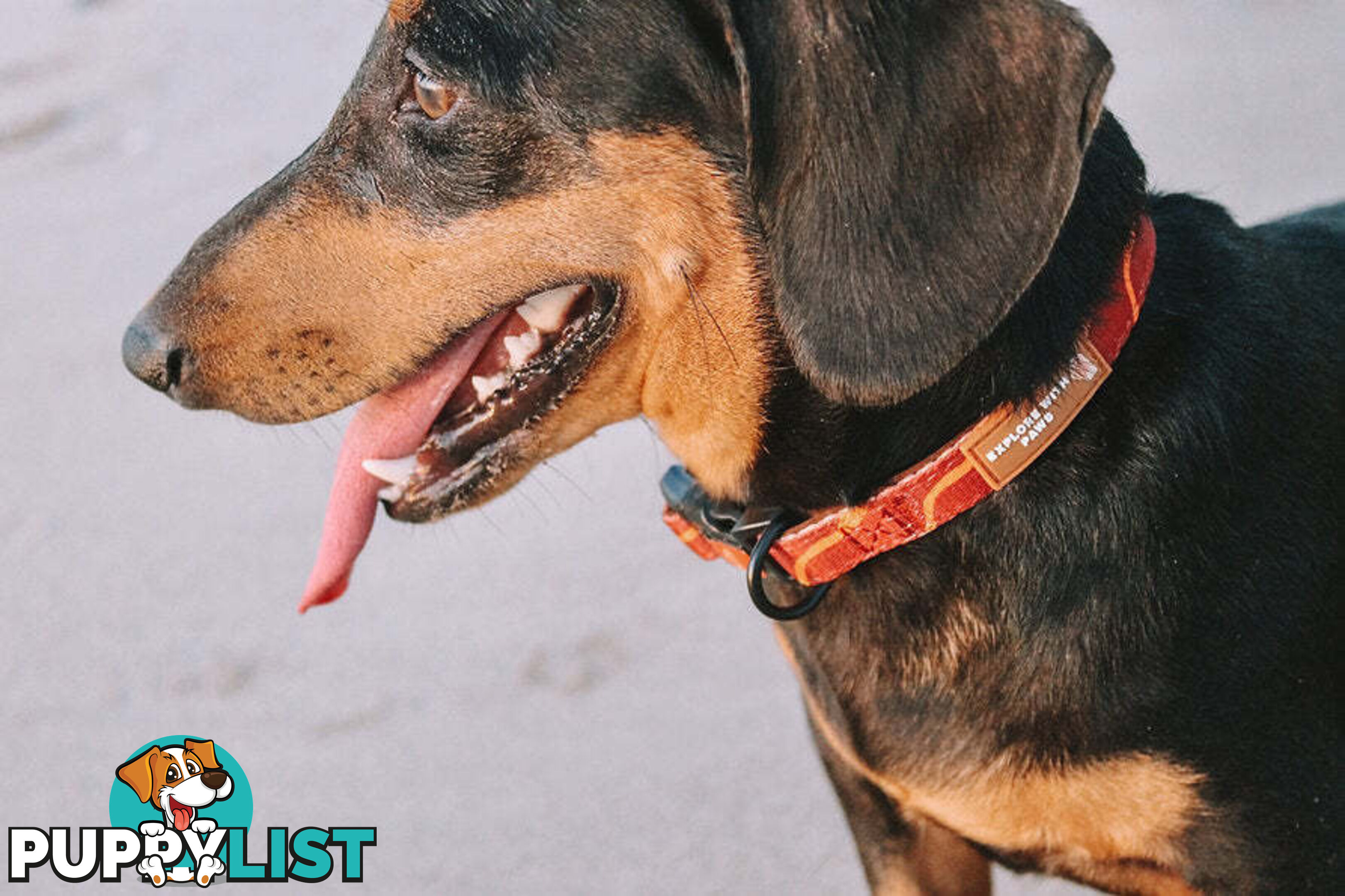 Designer Dog Collars by Explore with Paws - EWPCOLMCRON