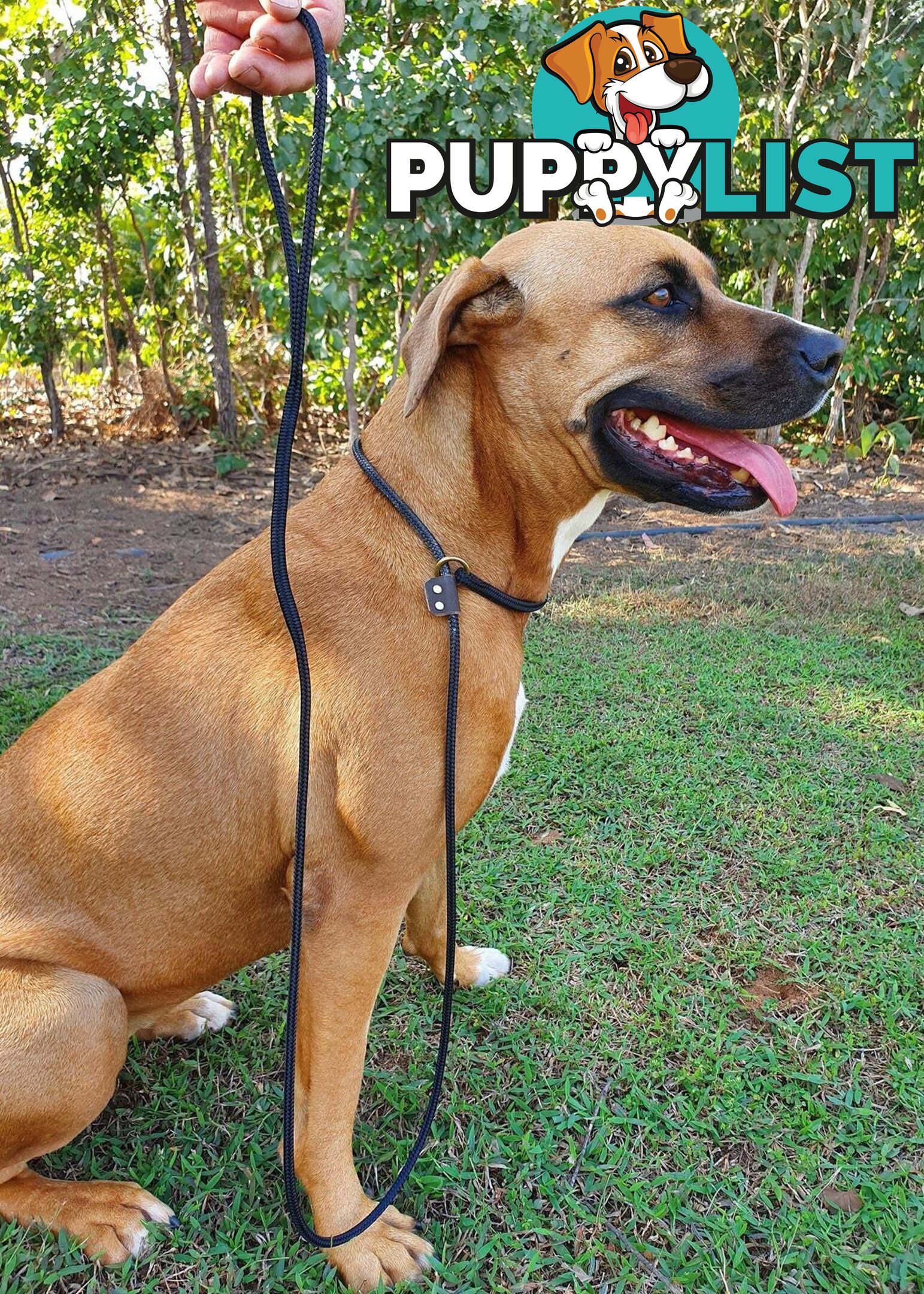 No Stitching Dog Slip Leash Tough Yarnix - YNXLDSLP10BLU