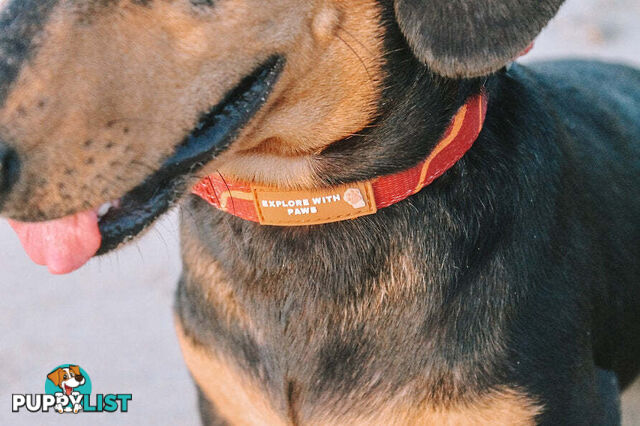 Designer Dog Collars by Explore with Paws - EWPCOLSCRON