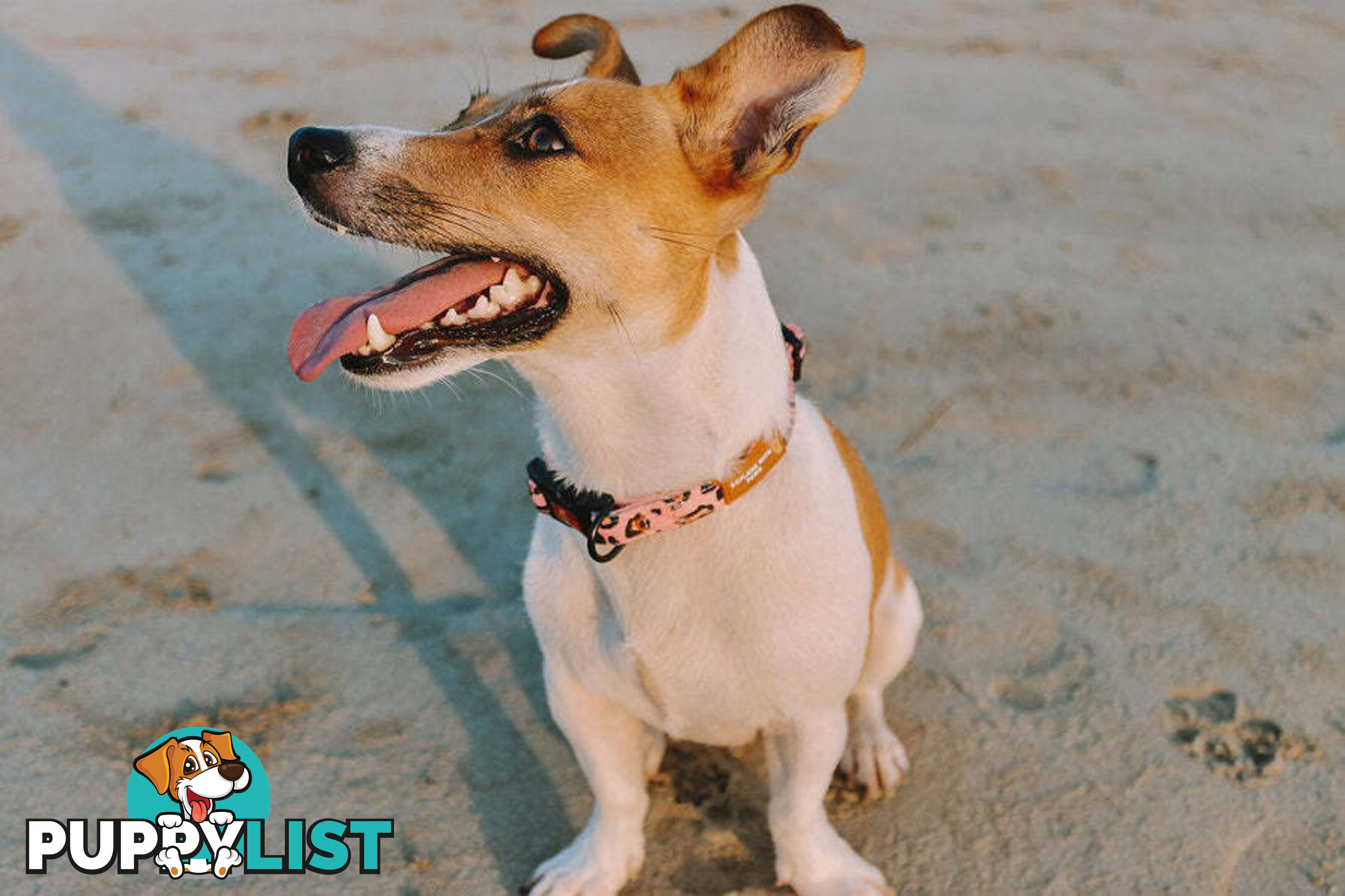 Designer Dog Collars by Explore with Paws - EWPCOLSCRON