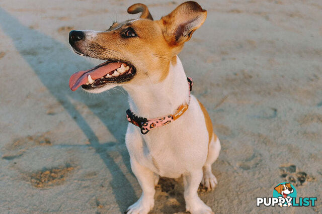 Designer Dog Collars by Explore with Paws - EWPCOLSCRON