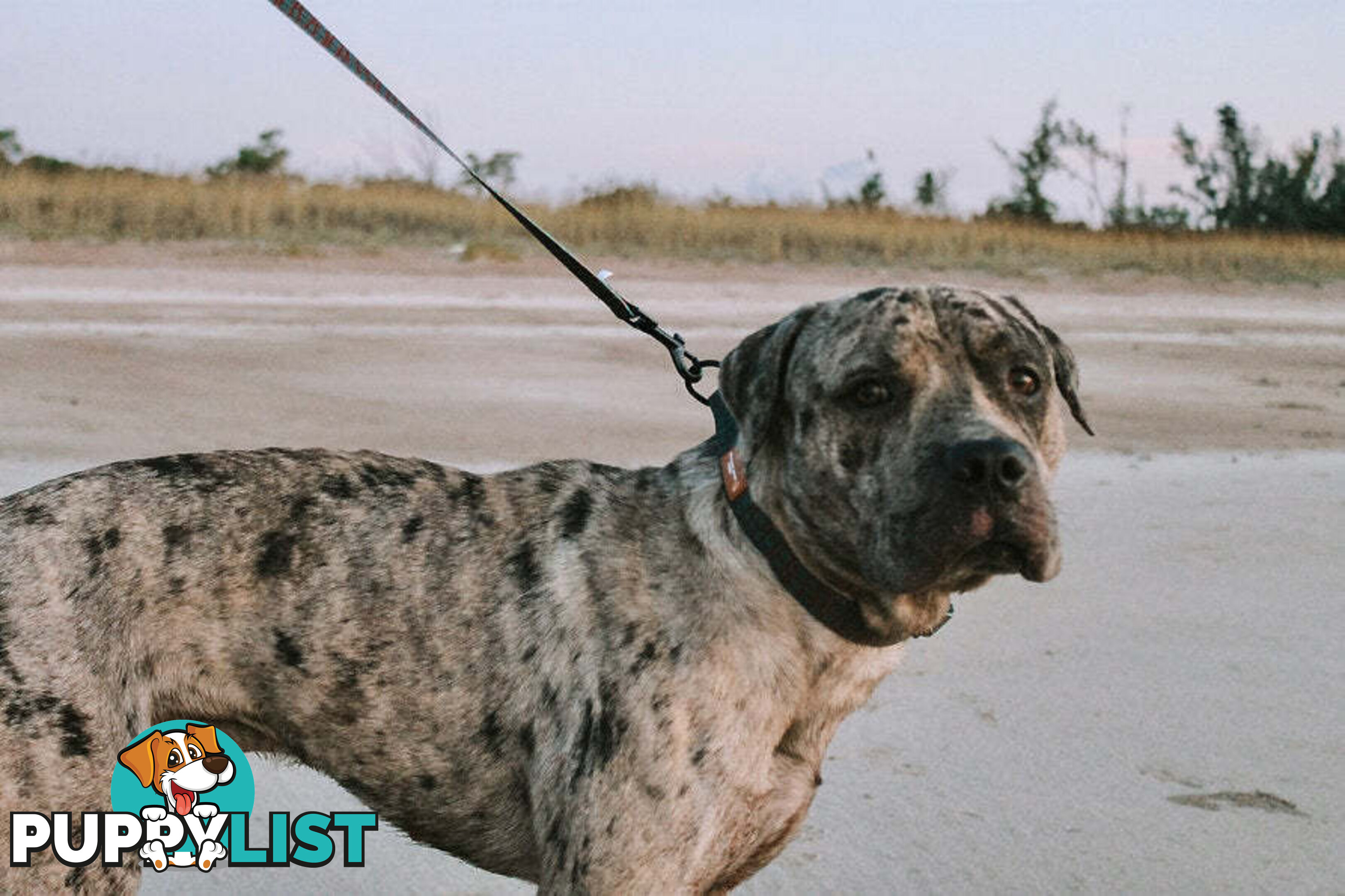 Designer Dog Collars by Explore with Paws - EWPCOLSCRON