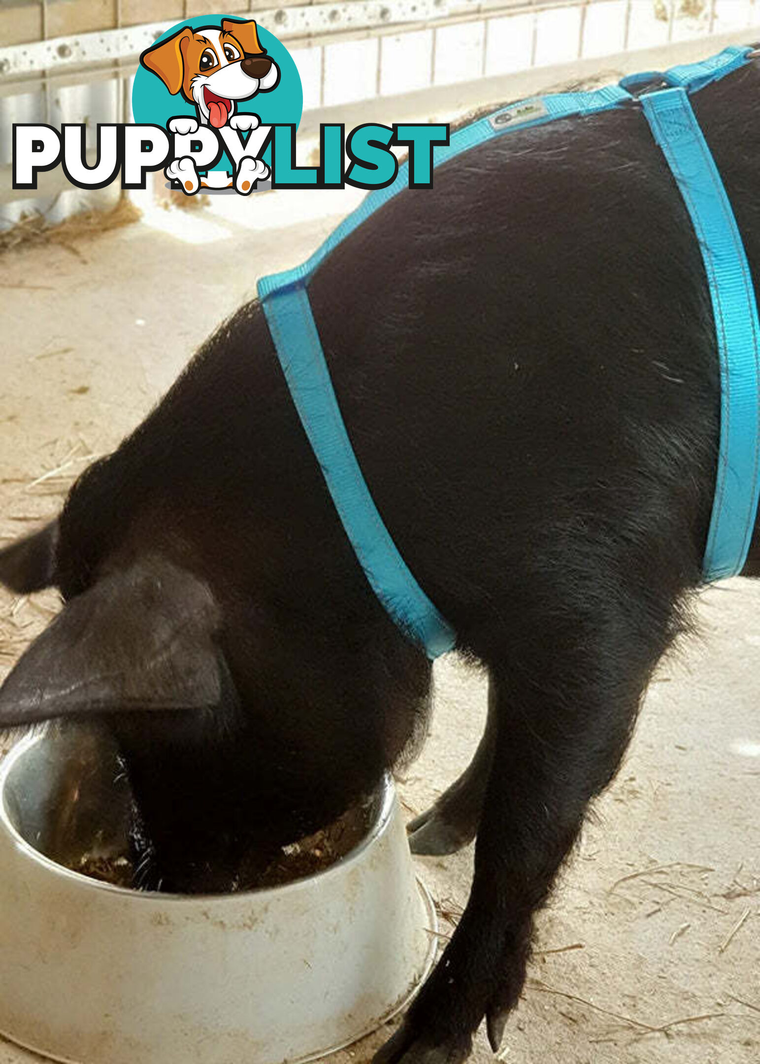 Pig Harness - Moondidley Pets - MDPHARPIGTUR