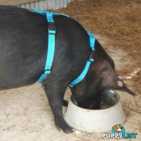 Pig Harness - Moondidley Pets - MDPHARPIGTUR