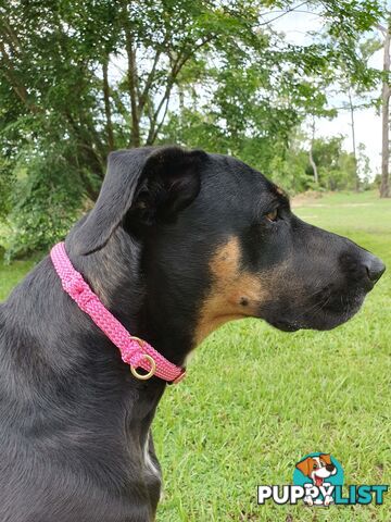 No Stitching Dog Collars Tough Yarnix - YNXXOLSLP20LBLU