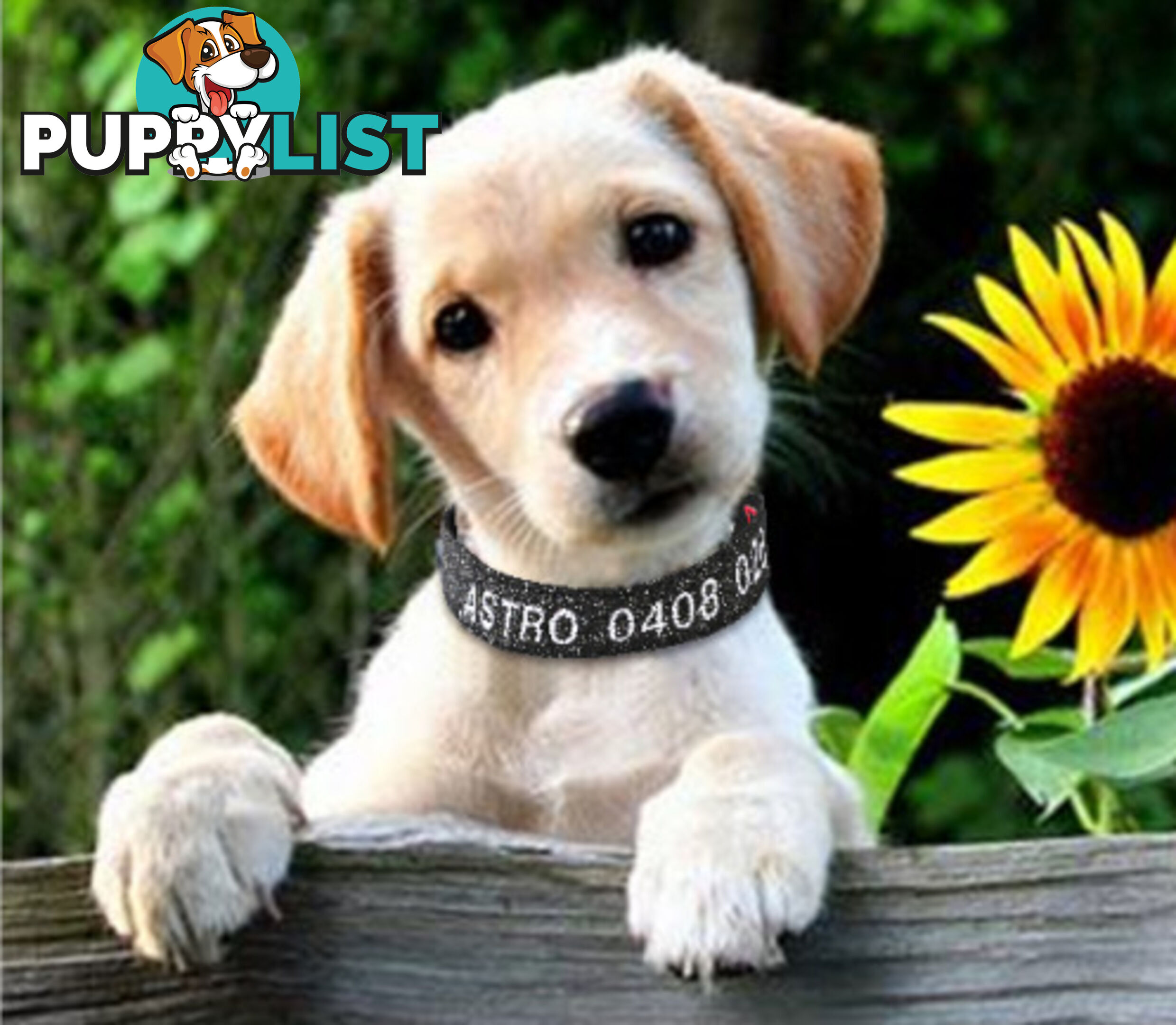 Doggie ID Collar - Bling Glitter Overlay Nylon Collar, Embroidered Personised Custom. - GC-DIC-BLING-XS-TUR