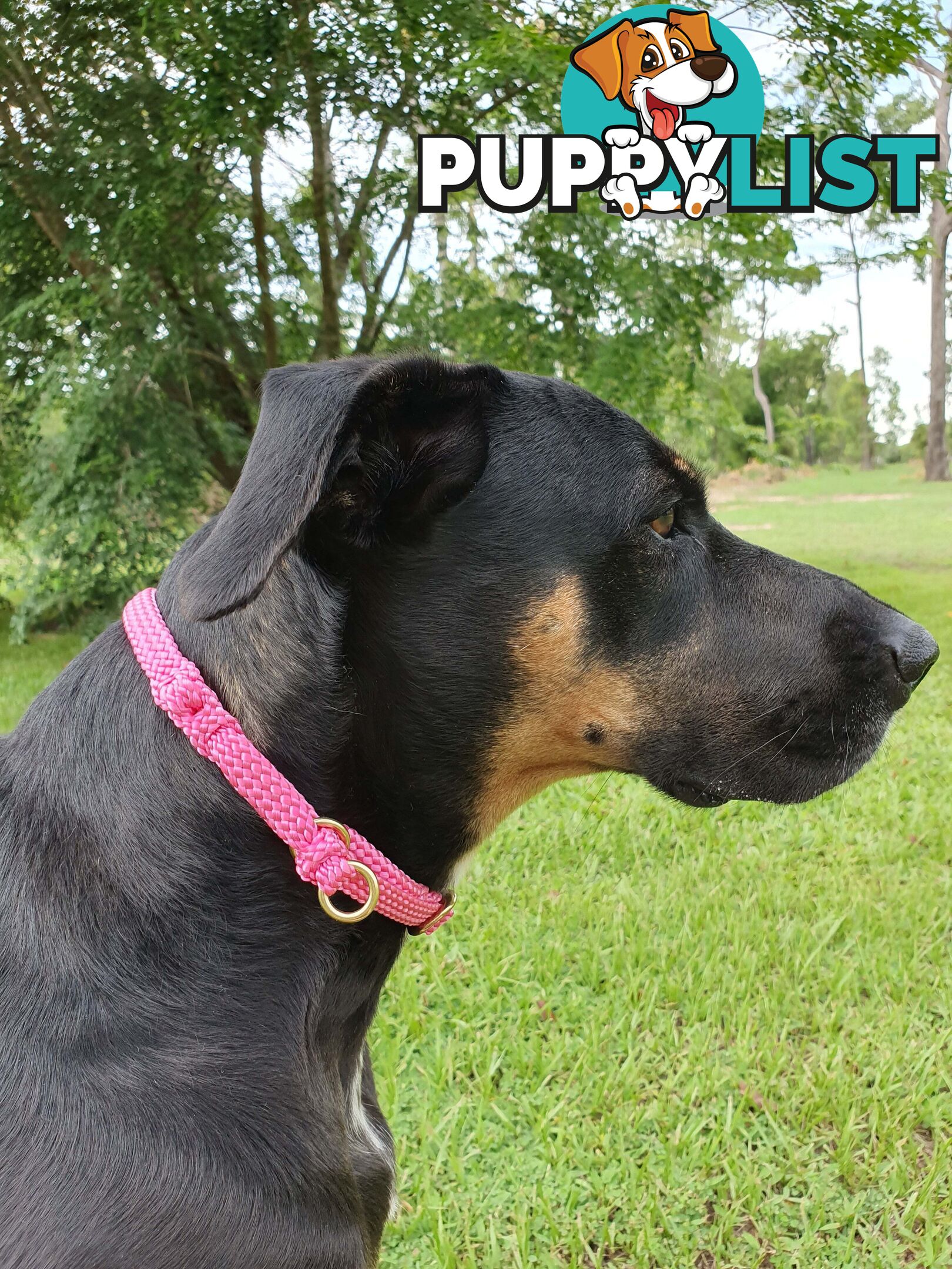 No Stitching Dog Collars Tough Yarnix - YNXCOLSLP10MYEL