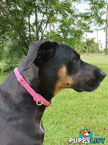 No Stitching Dog Collars Tough Yarnix - YNXCOLSLP10MYEL