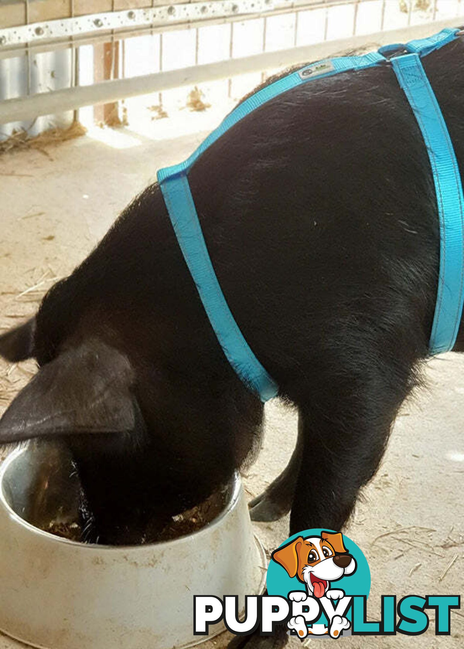 Pig Harness - Moondidley Pets - MDPHARPIGLBLU