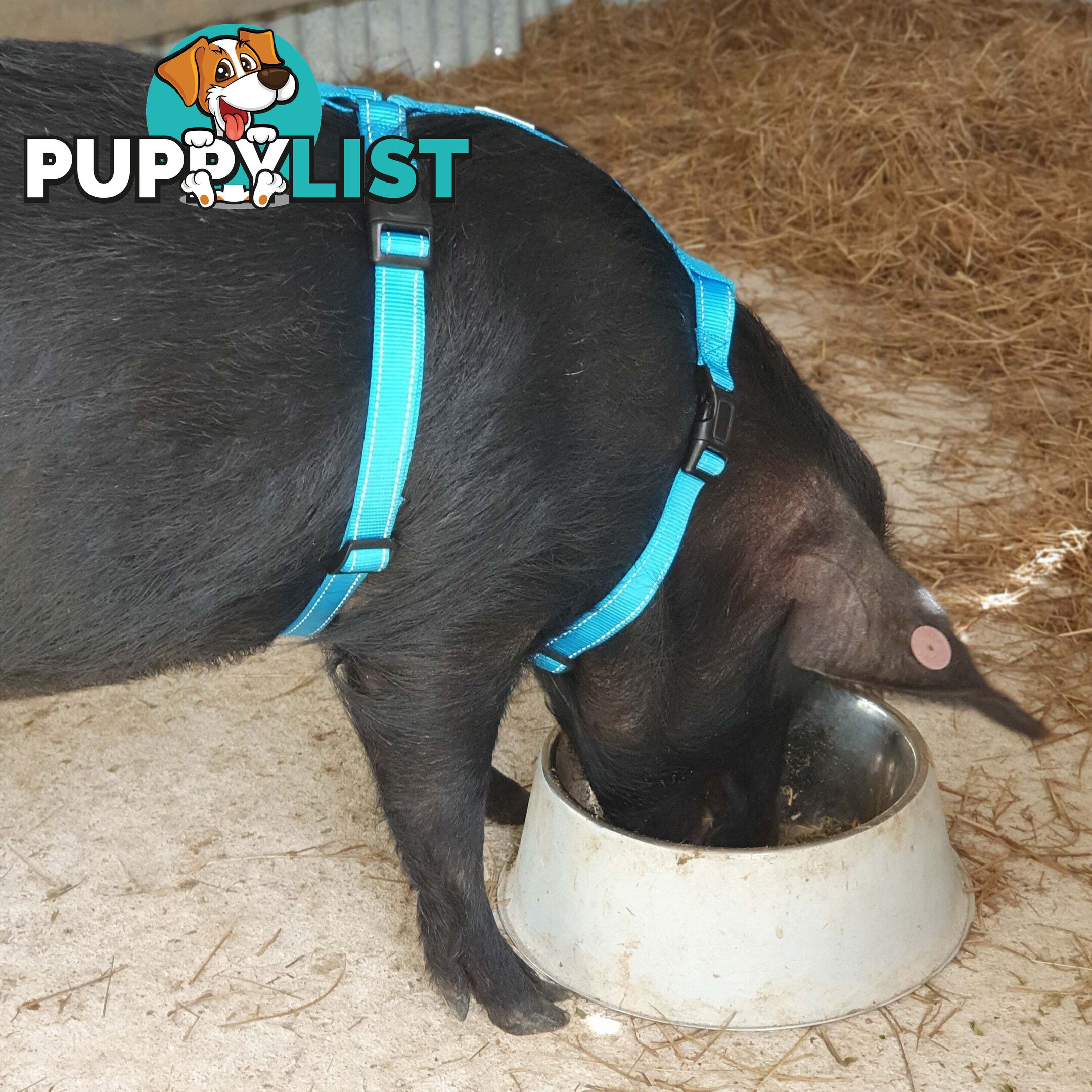 Pig Harness - Moondidley Pets - MDPHARPIGLBLU