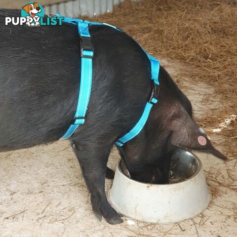 Pig Harness - Moondidley Pets - MDPHARPIGLBLU