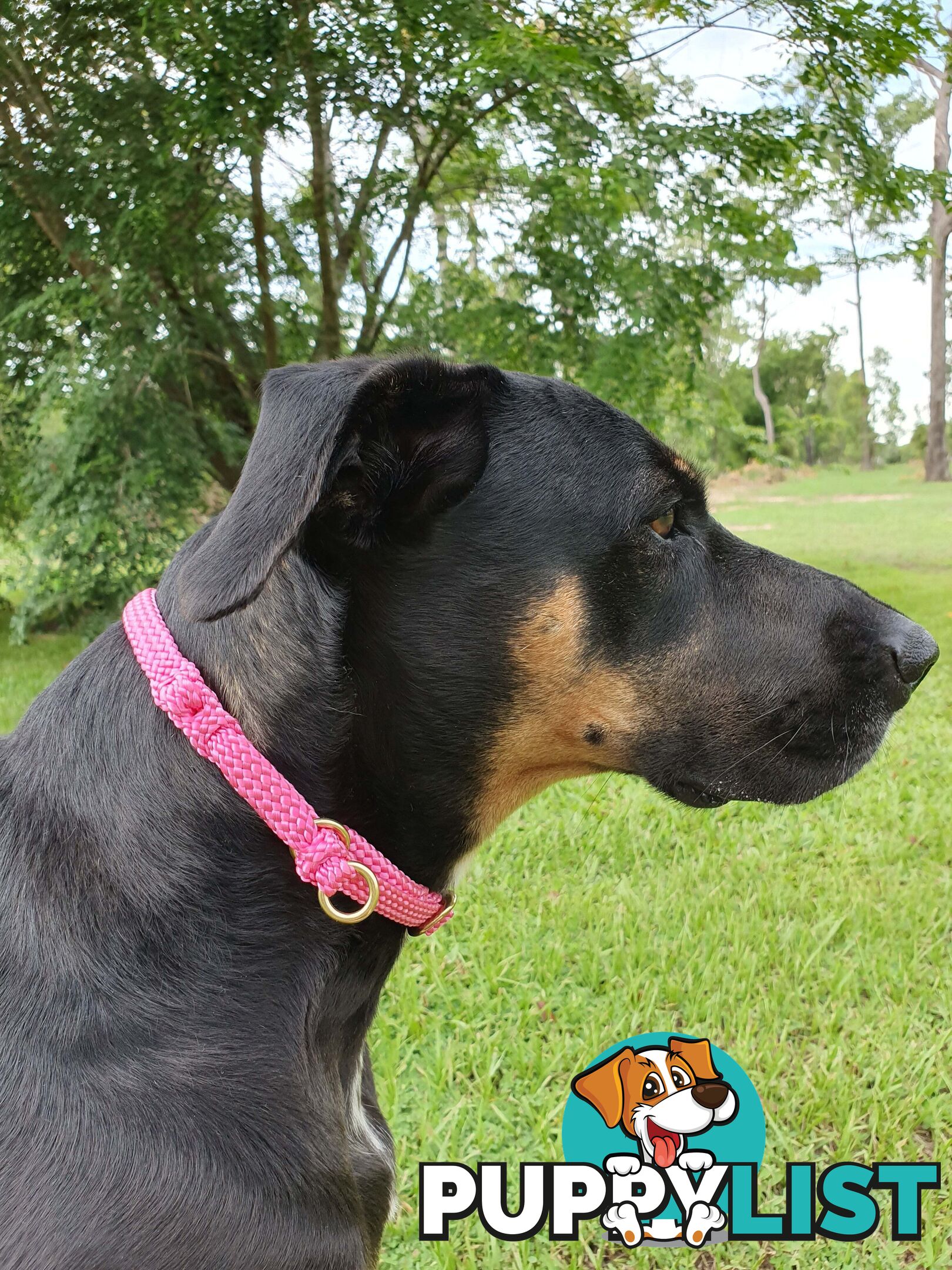 No Stitching Dog Collars Tough Yarnix - YNXCOLSLPLBLKYEL