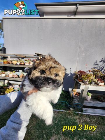 Adorable Maltese Shihtzu puppies