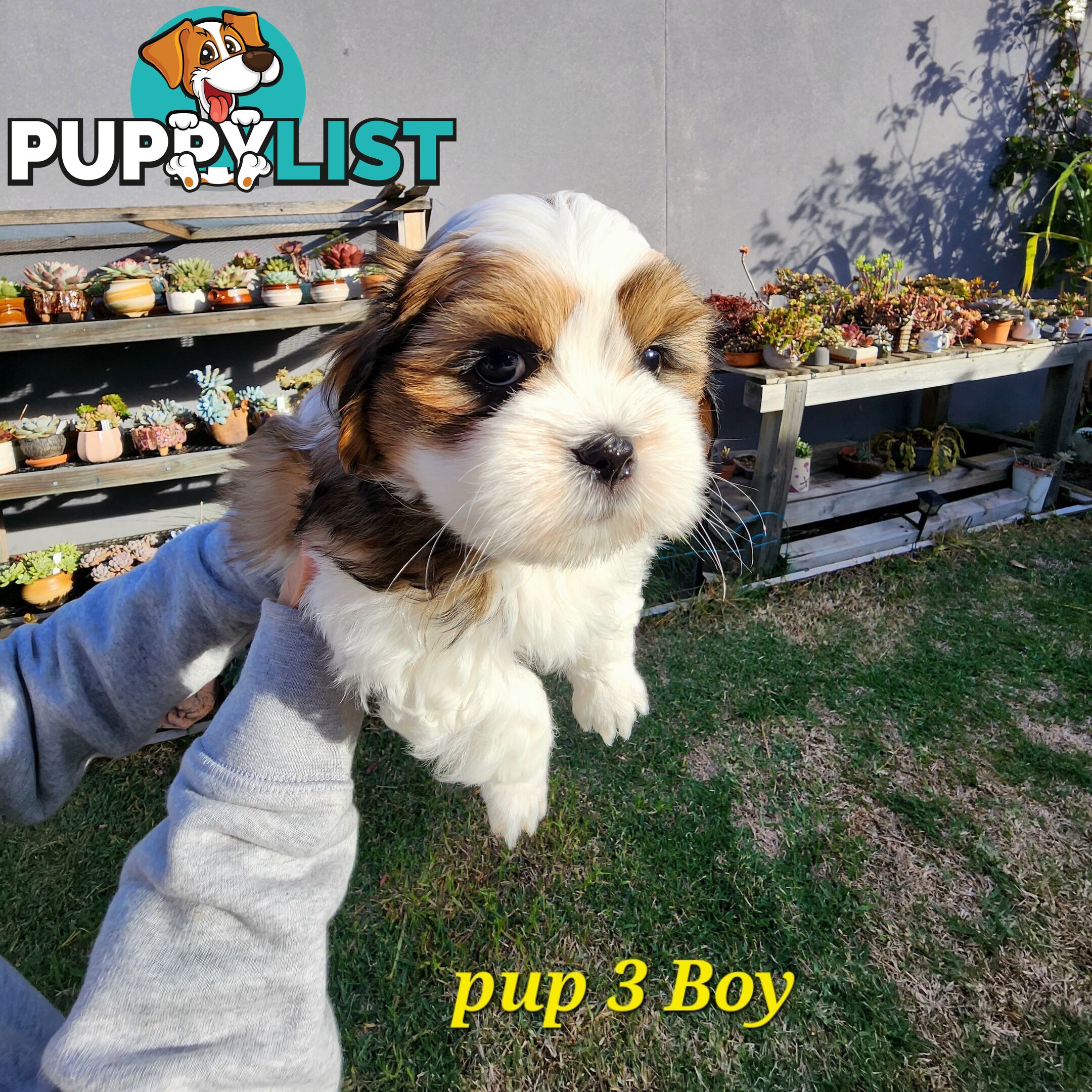 Adorable Maltese Shihtzu puppies