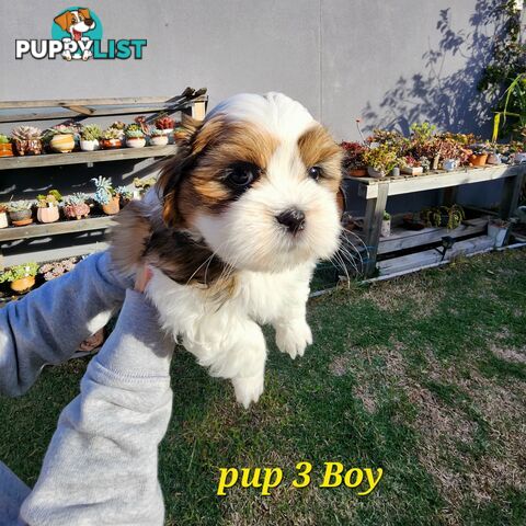 Adorable Maltese Shihtzu puppies